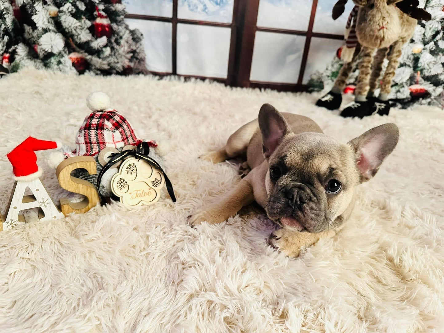 Suspension de Noël Pour Chat / Chien Nom personnalisé