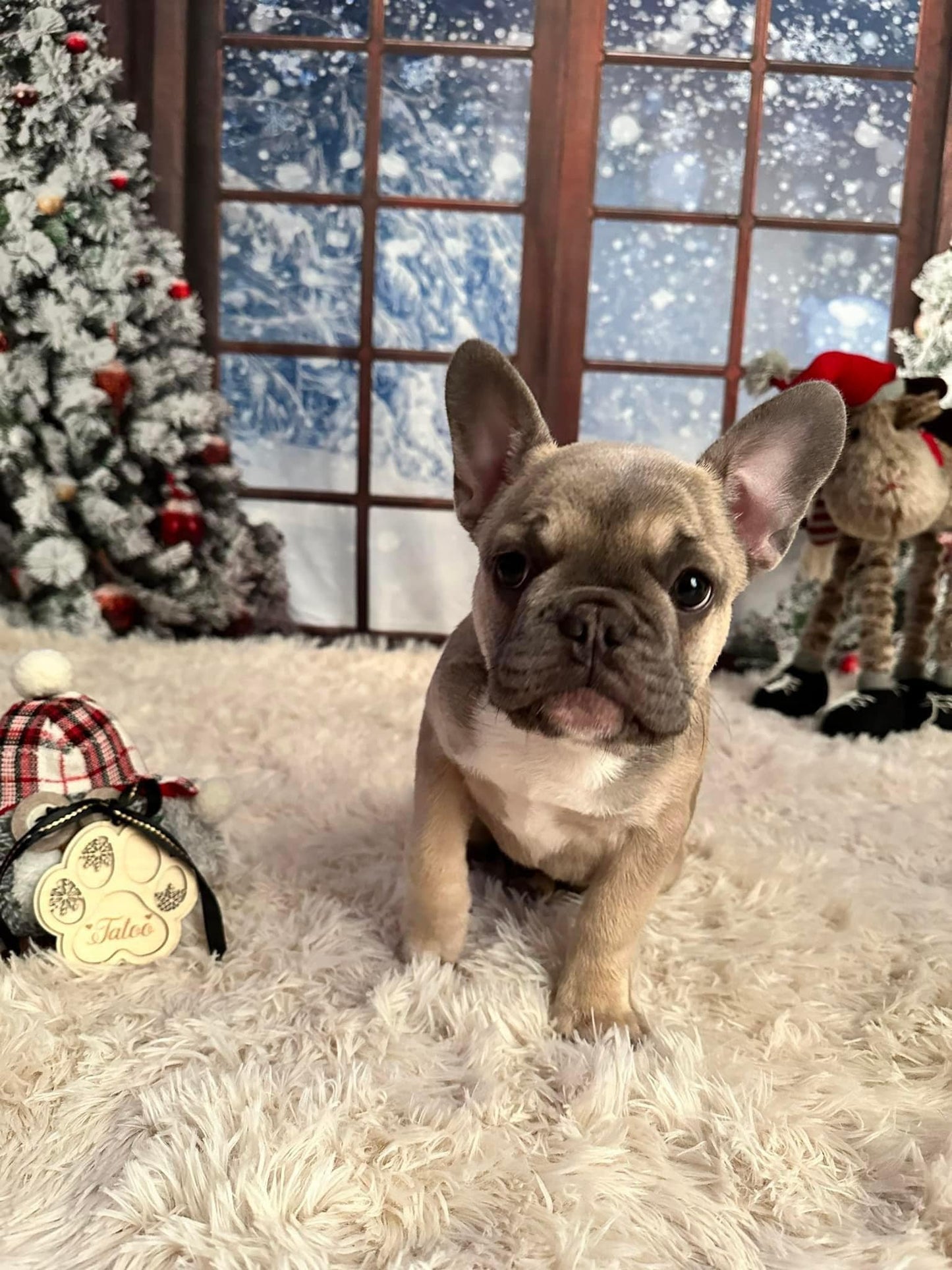Suspension de Noël Pour Chat / Chien Nom personnalisé