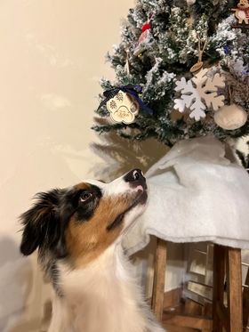 Suspension de Noël Pour Chat / Chien Nom personnalisé